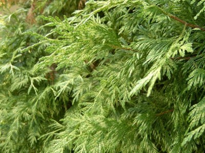 Zerav obrovský,  2006 Thuja plicata ´Zebrina´