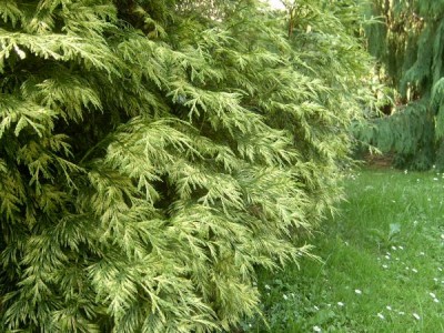 Zerav obrovský, 2006 Thuja plicata ´Zebrina´