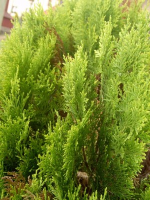 Zerav východní, 2006 Thuja orientalis ´Aurea nana´