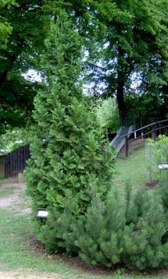 Zerav západní, 2006 Thuja occidentalis
