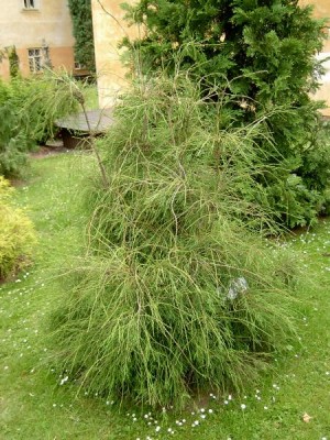 Zerav západní, 2006 Thuja occidentalis ´Filiformis´