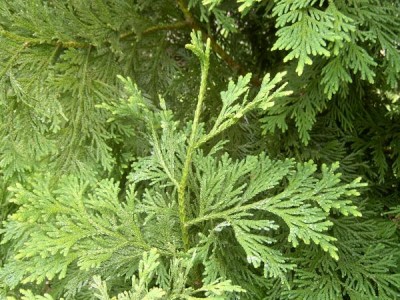 Zeravinec japonský,  2006 Thujopsis dolobrada