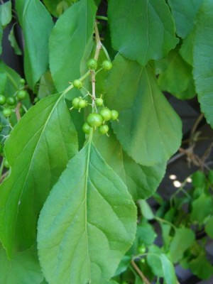 Zimokeř okrouhlolistý, 2006 Celastrus gemmatus orbiculata
