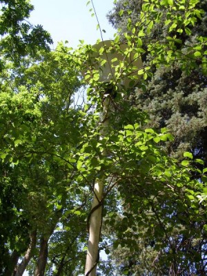 Zimokeř popínavý, 2006 Celastrus scandens