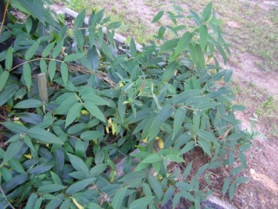 Zimolez henryův, 2006 Lonicera henryi