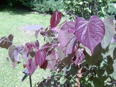 Zmarlika kanadská, 2006 Cersis canadensis ´Forest pansy´