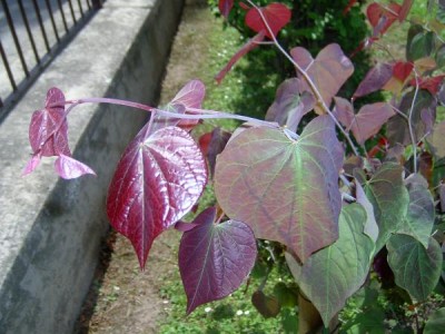 Zmarlika kanadská, 2006 Cersis canadensis ´Forest pansy´
