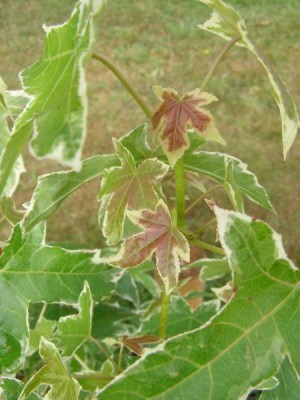 Ambroň západní Liquidambar styracifolia ´Silver king´