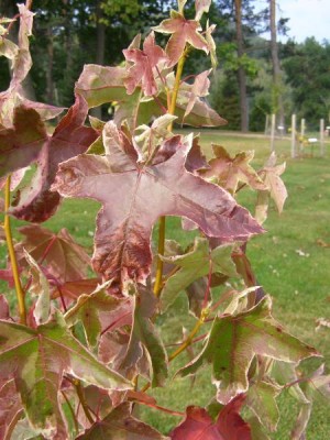 Ambroň západní - podzim Liquidambar styracifolia ´Silver king´