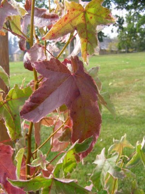 Ambroň západní - podzim Liquidambar styracifolia ´Silver king´