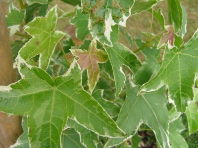 Ambroň západní Liquidambar styracifolia ´Silver king´