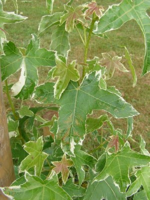 Ambroň západní Liquidambar styracifolia ´Silver king´