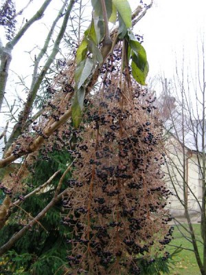 Arálie ostnitá - po zámrazu Aralia spinosa