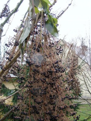 Arálie ostnitá - po zámrazu Aralia spinosa