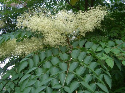 Arálie ostnitá Aralia spinosa