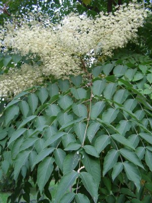 Arálie ostnitá Aralia spinosa