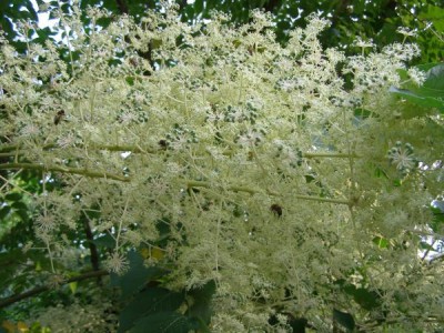 Arálie ostnitá Aralia spinosa