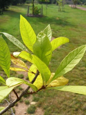 Bělas viržinský - podzim Chionanthus virginicus