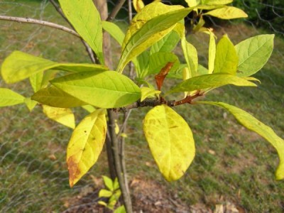 Bělas viržinský - podzim Chionanthus virginicus