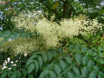 Arálie ostnitá Aralia spinosa