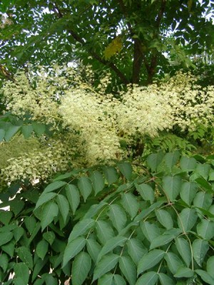 Arálie ostnitá Aralia spinosa