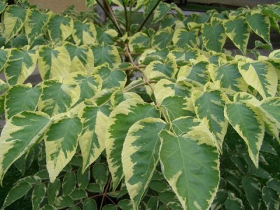 Arálie štíhlá Aralia elata ´Aureovariegata´