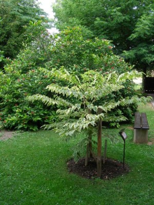 Arálie štíhlá  Aralia elata ´Aureovariegata´