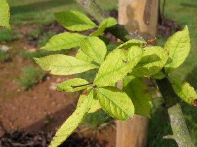 Blýskalka drobnokvětá Photinia parvifolia