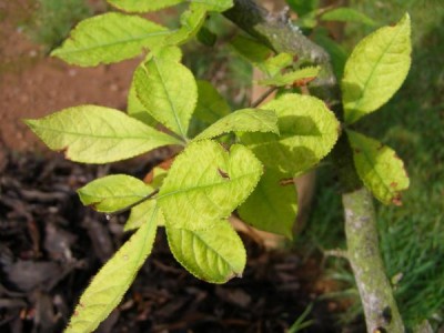 Blýskalka drobnokvětá Photinia parvifolia