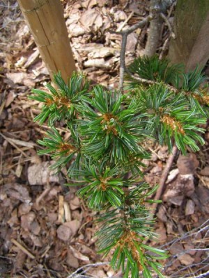 Borovice (Pinus) - horní park