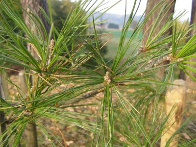 Borovice Armandova Pinus armandii