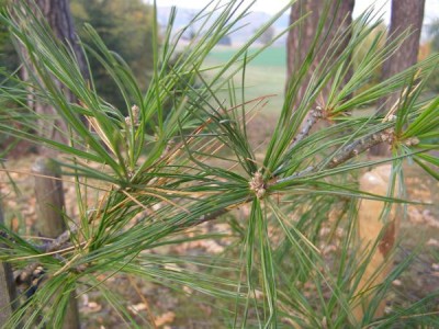Borovice Armandova Pinus armandii