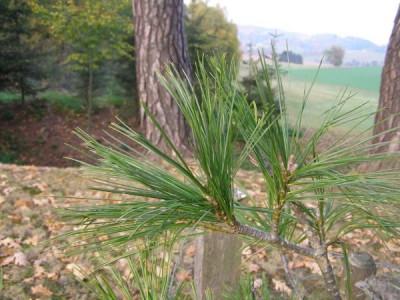 Borovice Armandova Pinus armandii