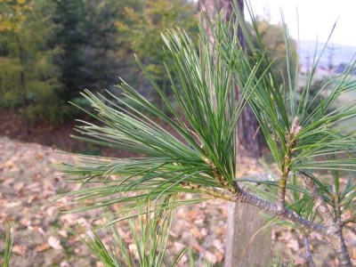 Borovice Armandova Pinus armandii