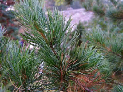Borovice drobnokvětá Pinus parviflora
