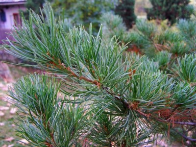 Borovice drobnokvětá Pinus parviflora