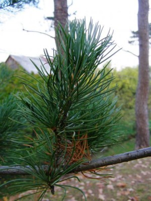 Borovice drobnokvětá Pinus parviflora