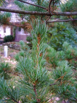 Borovice drobnokvětá Pinus parviflora