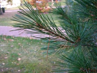 Borovice hedvábná Pinus strobus