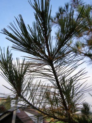 Borovice hedvábná Pinus strobus