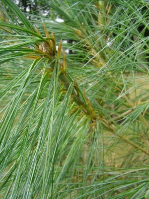 Borovice himálajská Pinus wallichiana ´Griffithii´