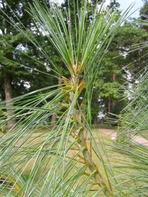 Borovice himálajská Pinus wallichiana ´Griffithii´
