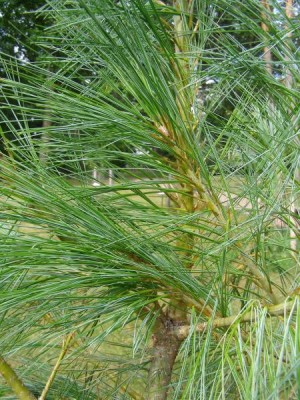 Borovice himálajská Pinus wallichiana ´Griffithii´