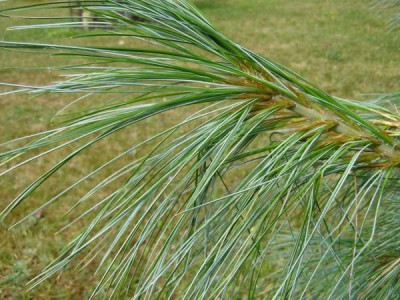 Borovice himálajská Pinus wallichiana ´Griffithii´