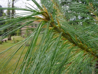 Borovice himálajská Pinus wallichiana ´Griffithii´