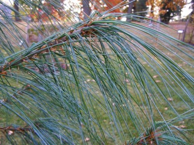 Borovice himálajská Pinus wallichiana ´Griffithii´