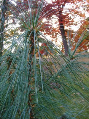 Borovice himálajská Pinus wallichiana ´Griffithii´