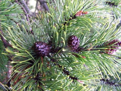 Borovice horská Pinus mugo