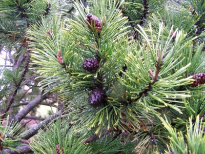Borovice horská Pinus mugo
