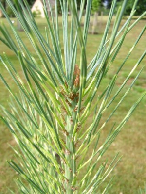 Borovice hustokvětá Pinus densiflora ´Oculus draconic´